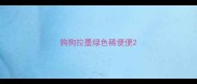 狗狗拉墨绿色稀便便