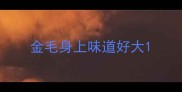 金毛身上味道好大