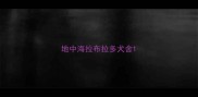 地中海拉布拉多犬舍