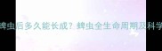 狗狗感染蜱虫后多久能长成蜱虫全生命周期及科学防治指南