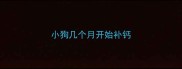 小狗几个月开始补钙