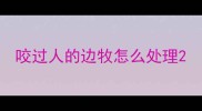 咬过人的边牧怎么处理