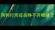 狗狗打完疫苗睁不开眼睛了