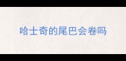 哈士奇的尾巴会卷吗