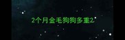 2个月金毛狗狗多重