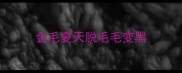 金毛夏天脱毛毛变黑