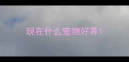现在什么宠物好养