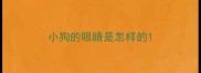 小狗的眼睛是怎样的
