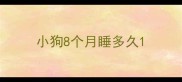 小狗8个月睡多久
