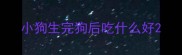 小狗生完狗后吃什么好