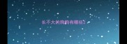 长不大的狗狗有哪些