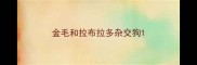 金毛和拉布拉多杂交狗
