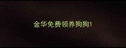 金华免费领养狗狗