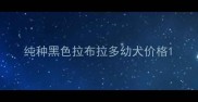 纯种黑色拉布拉多幼犬价格