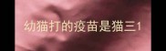 幼猫打的疫苗是猫三