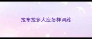 拉布拉多犬应怎样训练