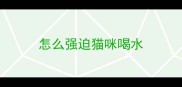 怎么强迫猫咪喝水