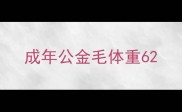 成年公金毛体重6