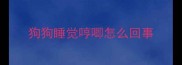 狗狗睡觉哼唧怎么回事