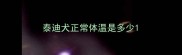 泰迪犬正常体温是多少