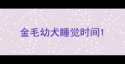 金毛幼犬睡觉时间