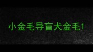 小金毛导盲犬金毛