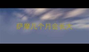 萨摩几个月会长大