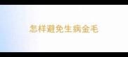 怎样避免生病金毛