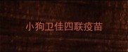 小狗卫佳四联疫苗