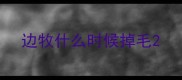 边牧什么时候掉毛