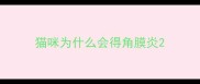 猫咪为什么会得角膜炎
