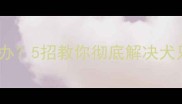 金毛和拉布拉多体味重怎么办5招教你彻底解决犬只异味问题宠物护理指南