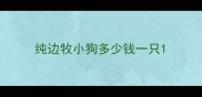 纯边牧小狗多少钱一只