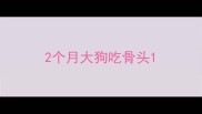 2个月大狗吃骨头