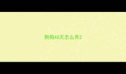 狗狗40天怎么养