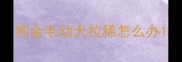 狗金毛幼犬拉稀怎么办