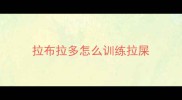 拉布拉多怎么训练拉屎