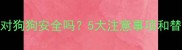 冰镇西瓜对狗狗安全吗5大注意事项和替代方案全