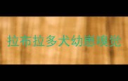 拉布拉多犬幼崽嗅觉