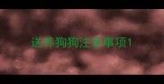 送养狗狗注意事项