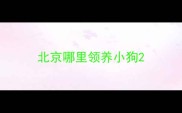 北京哪里领养小狗