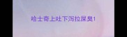 哈士奇上吐下泻拉屎臭