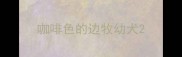 咖啡色的边牧幼犬