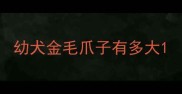 幼犬金毛爪子有多大