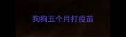 狗狗五个月打疫苗
