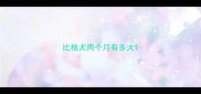 比格犬两个月有多大