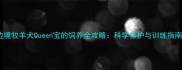 边境牧羊犬Queen宝的饲养全攻略科学养护与训练指南
