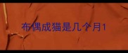 布偶成猫是几个月