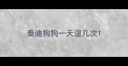 泰迪狗狗一天遛几次