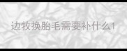 边牧换胎毛需要补什么
